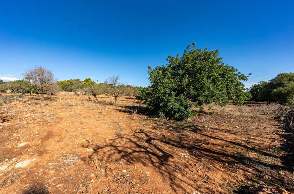 7269_08_S`Horta_Grundstück_Blick
