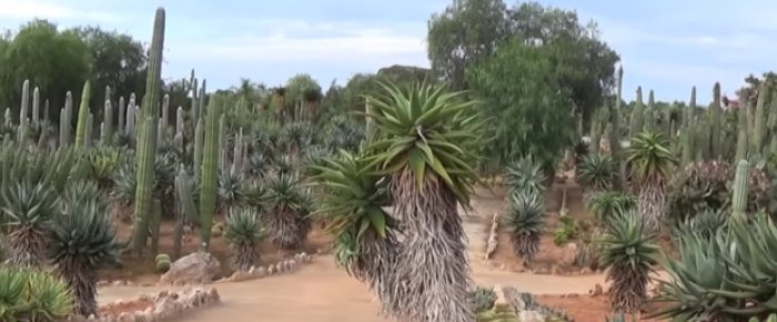 Botanicactus_Header_1