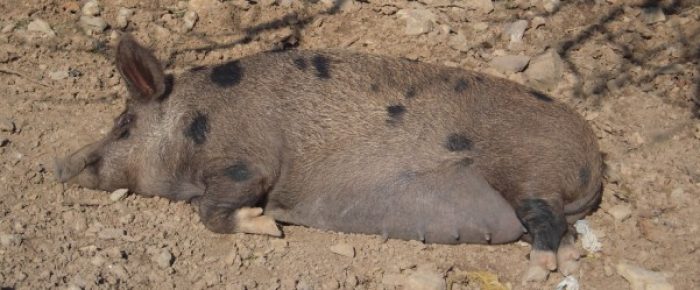 Mallorca-Schwarze-Schweine-620x249