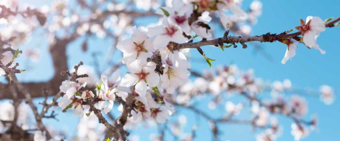 Die Mandelblüte im Südosten von Mallorca