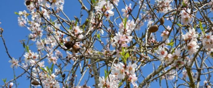 Mandelblüte-e1484518109746-620x317
