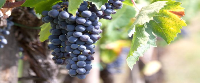 Wein-Mallorca