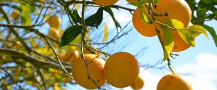 orangen_header-620x225